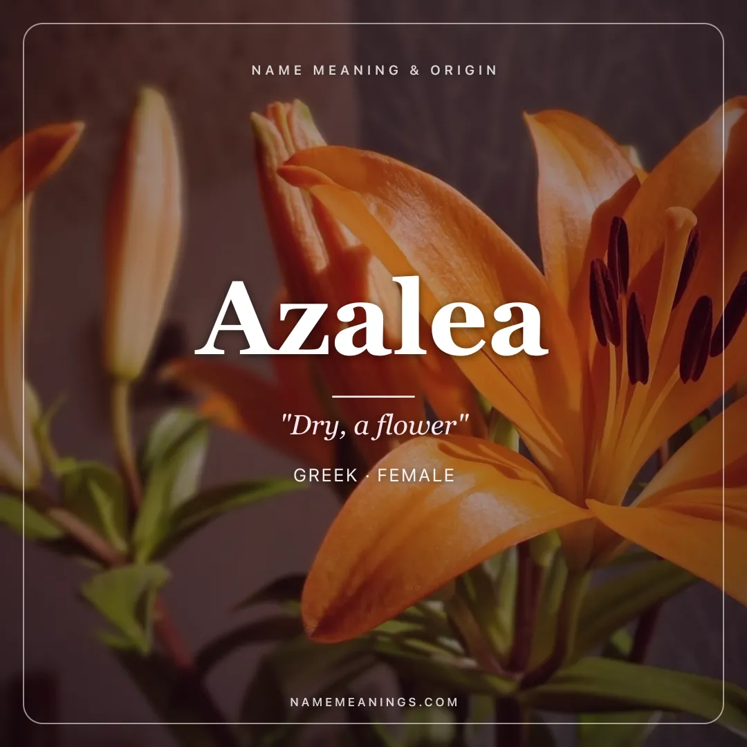 Azalea name meaning "Dry, a flower" - Greek female name share card | NameMeanings