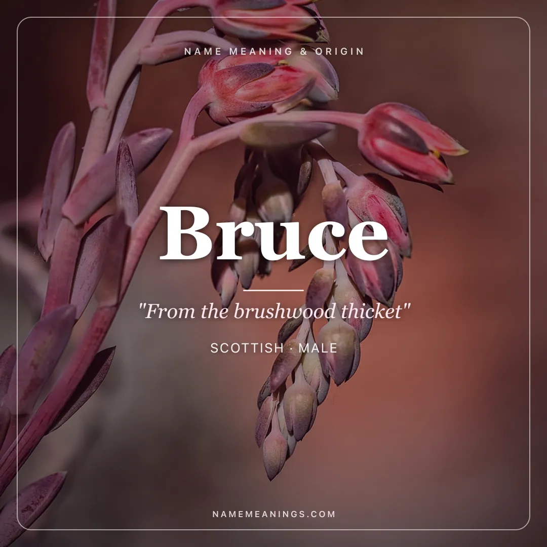 Bruce name meaning "From the brushwood thicket" - Scottish, Old French male name share card | NameMeanings