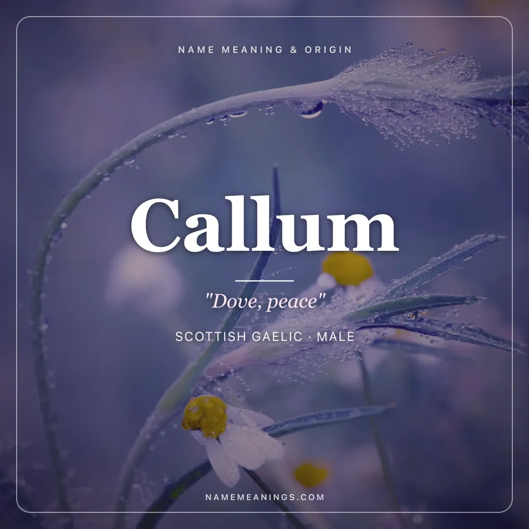 Callum name meaning "Dove, peace" - Scottish Gaelic, Latin male name share card | NameMeanings