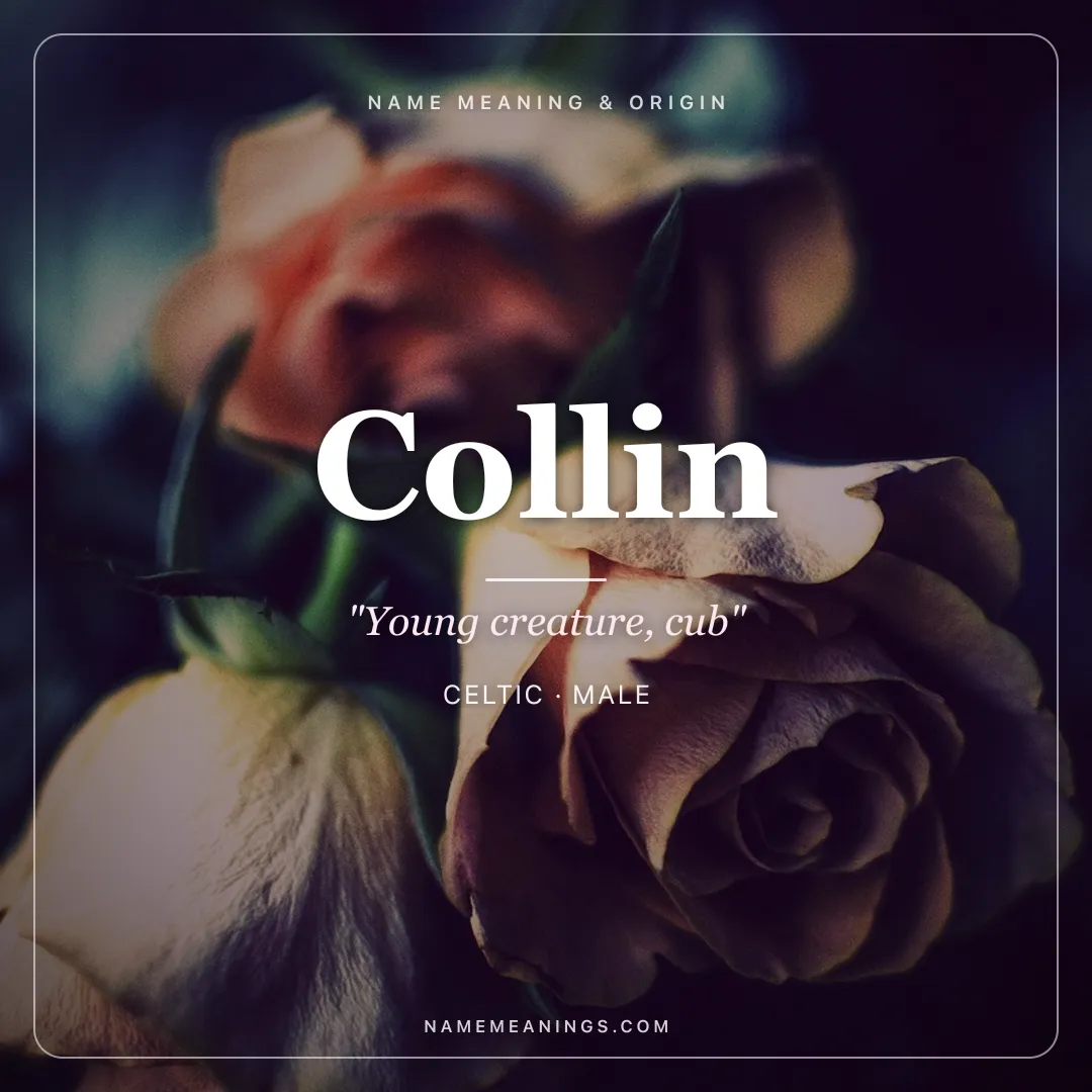 Collin name meaning "Young creature, cub" - Celtic male name share card | NameMeanings