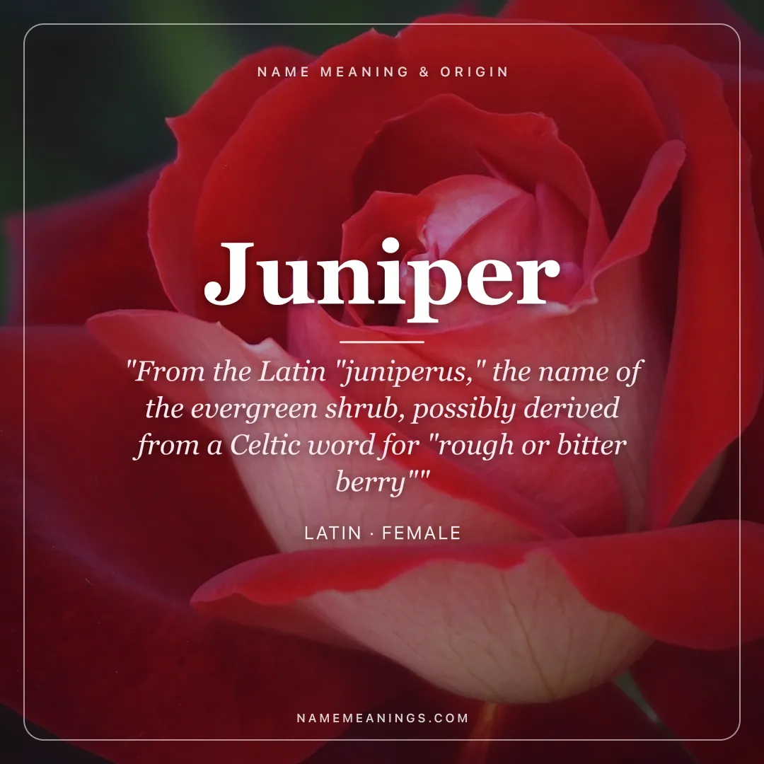 Juniper name meaning "From the Latin "juniperus," the name of the evergreen shrub, possibly derived from a Celtic word for "rough or bitter berry"" - Latin female name share card | NameMeanings