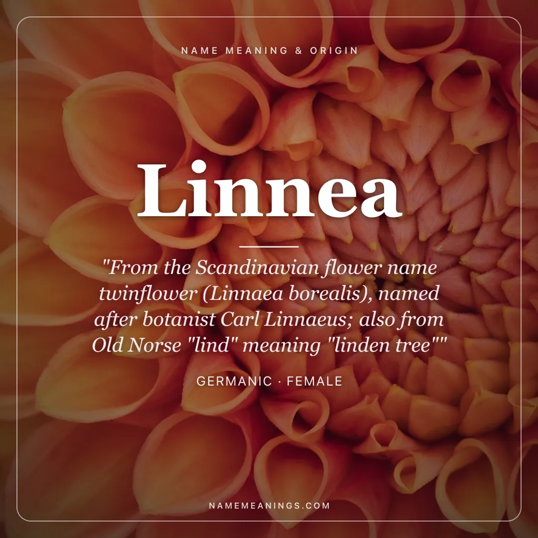 Linnea name meaning "From the Scandinavian flower name twinflower (Linnaea borealis), named after botanist Carl Linnaeus; also from Old Norse "lind" meaning "linden tree"" - Germanic female name share card | NameMeanings