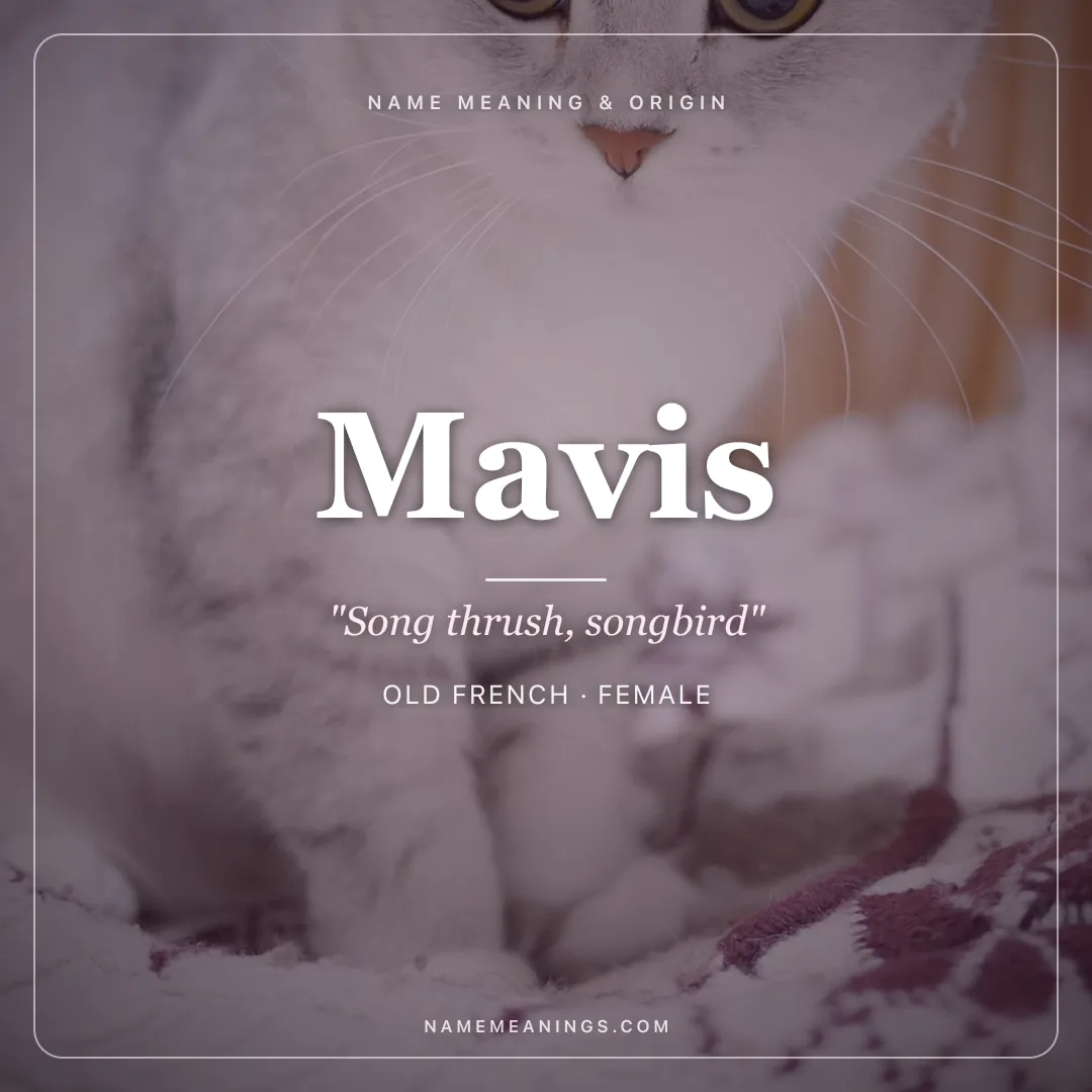 Mavis name meaning "Song thrush, songbird" - Old French, English female name share card | NameMeanings