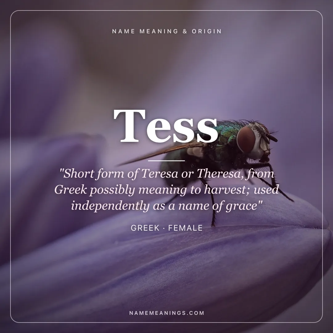 Tess name meaning "Short form of Teresa or Theresa, from Greek possibly meaning to harvest; used independently as a name of grace" - Greek female name share card | NameMeanings