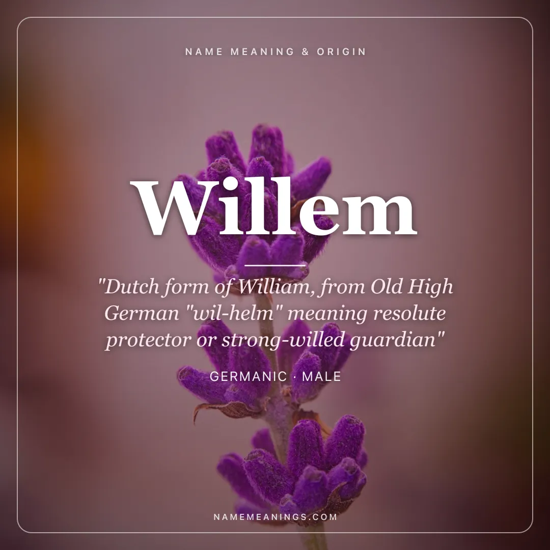Willem name meaning "Dutch form of William, from Old High German "wil-helm" meaning resolute protector or strong-willed guardian" - Germanic male name share card | NameMeanings